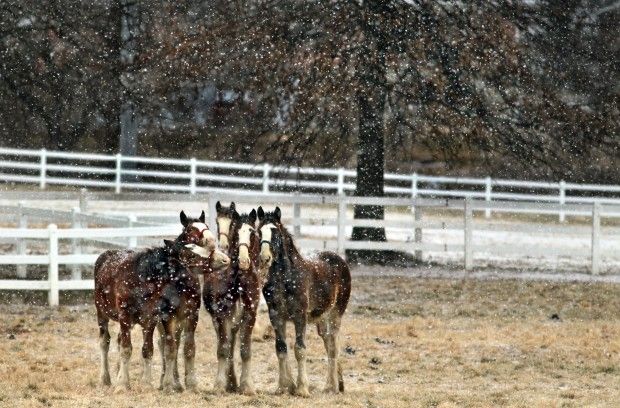 Snowy Clydesdales don't seem to mind the weather